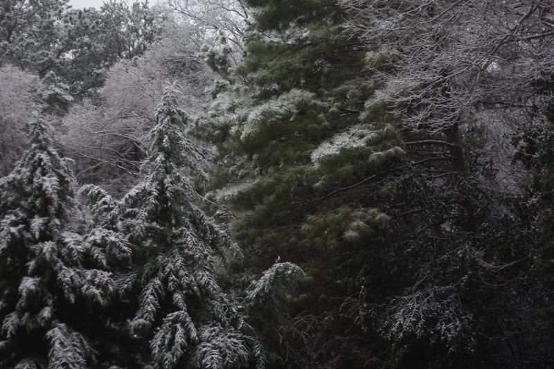 Nature photographs