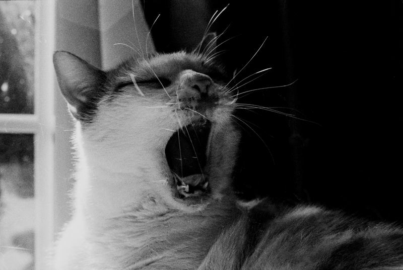 Rawr — Home (2026). Black and white photograph by Jeff Pearson.