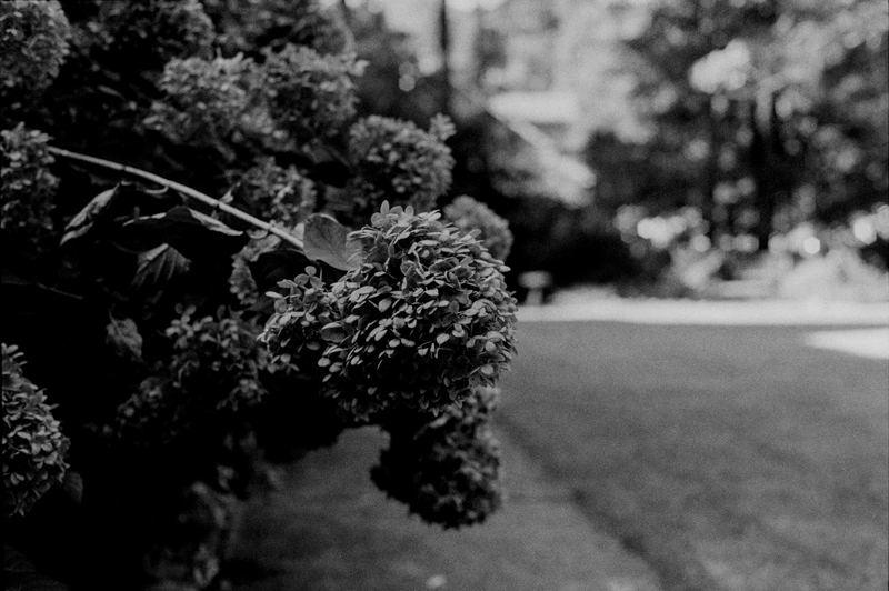 Hydrangeas — Home (2026). Black and white photograph by Jeff Pearson.