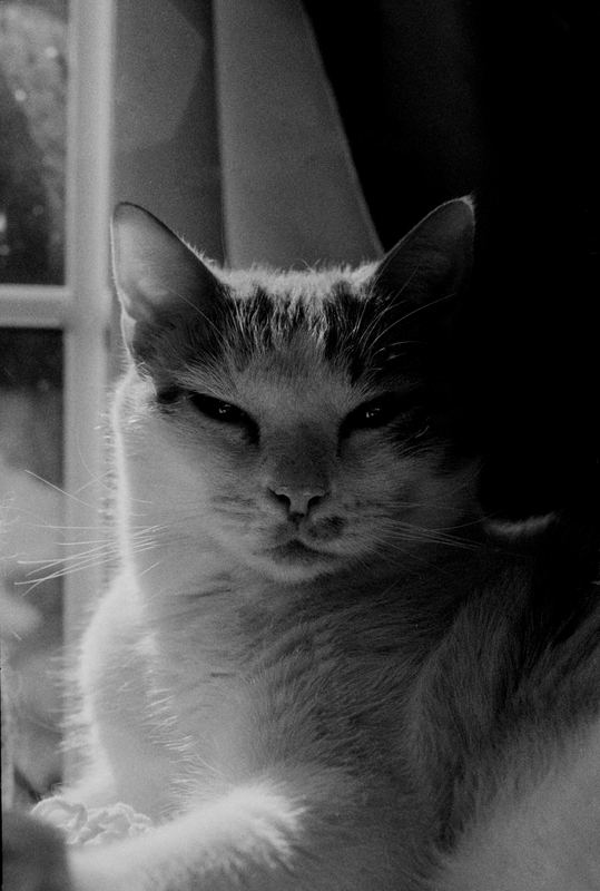 Harley — Home. Black and white photograph by Jeff Pearson.